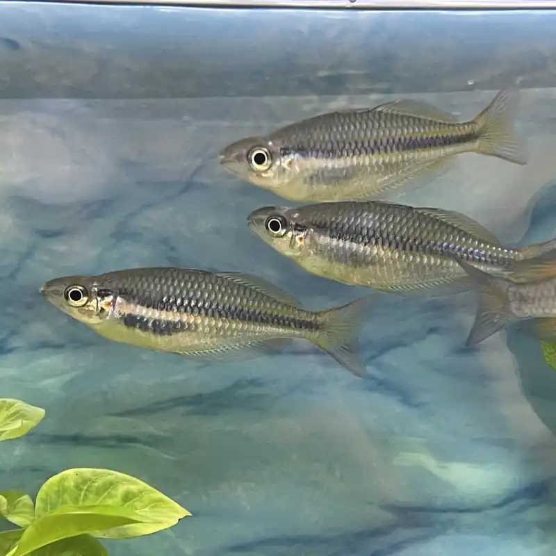 Lake Tebera-Regenbogenfisch Melanotaenia herbertaxelrodi Angebot