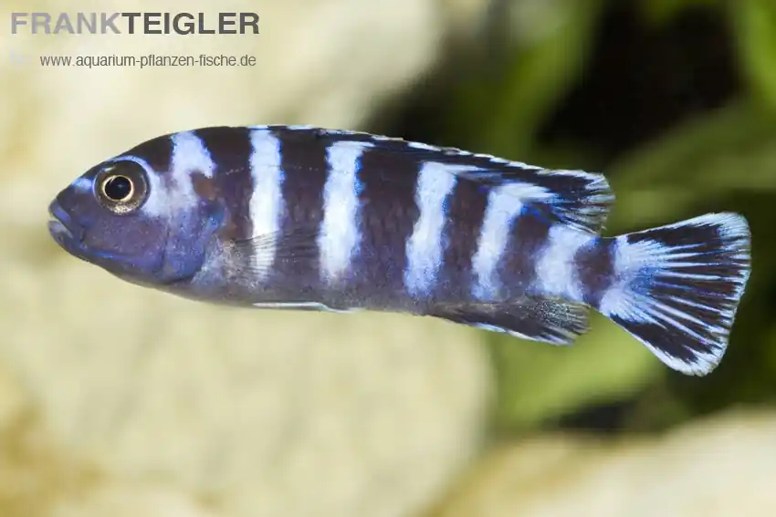 Demasons Maulbrüter Pseudotropheus demasoni Super-Preis