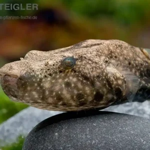 Mekong Kofferkugelfisch Tetraodon suvattii Neu