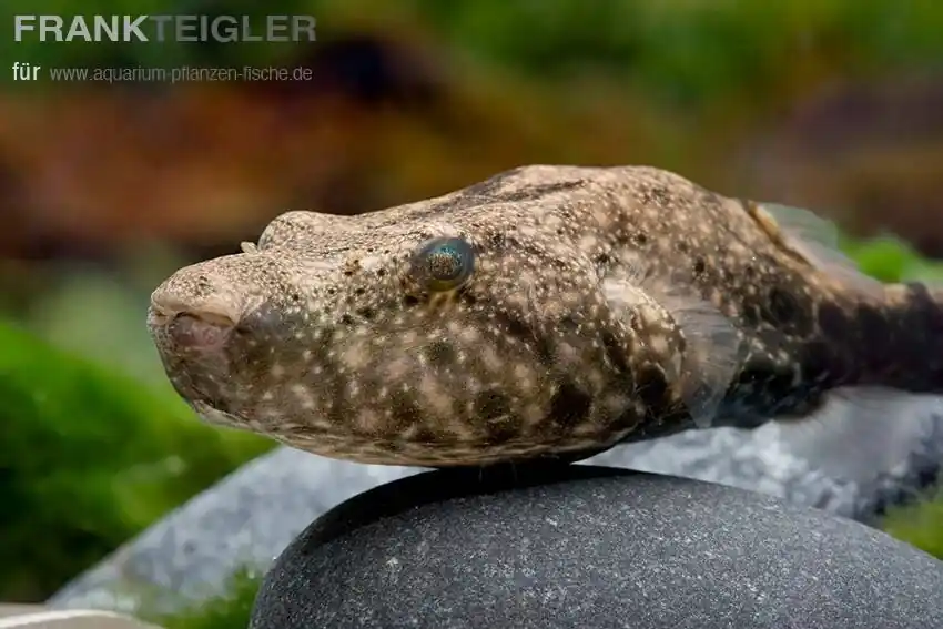 Mekong Kofferkugelfisch Tetraodon suvattii Neu