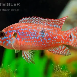 Top-Angebot Juwelen Buntbarsch Hemichromis lifalili