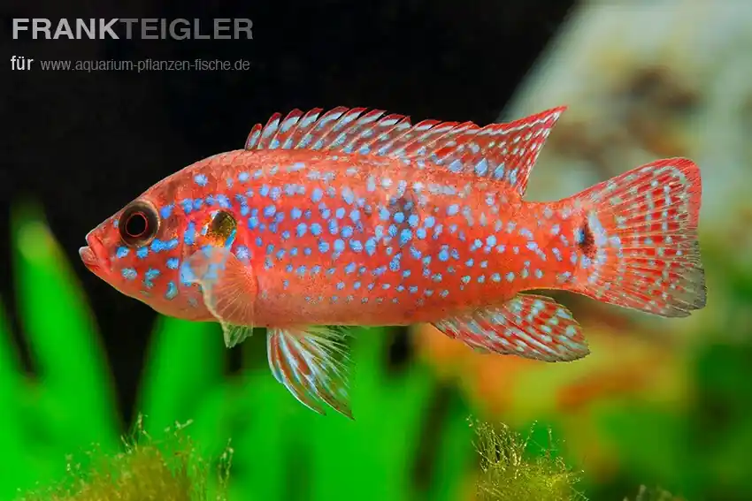 Top-Angebot Juwelen Buntbarsch Hemichromis lifalili