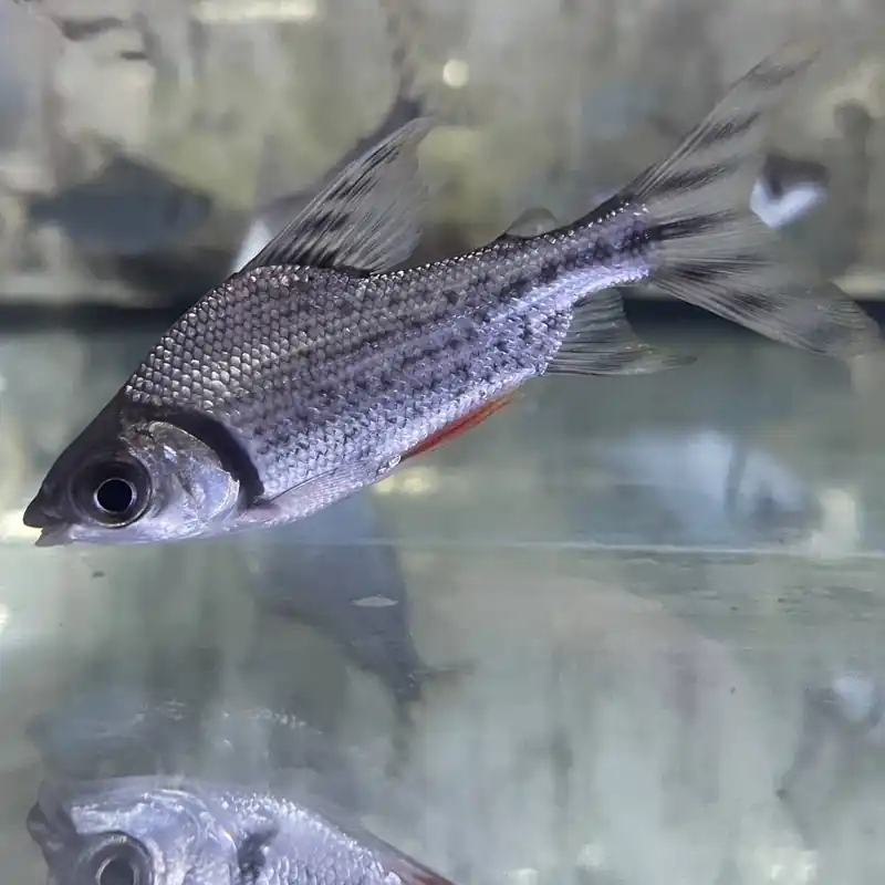 Nachtsalmler Semaprochilodus taeniurus Schneller Versand