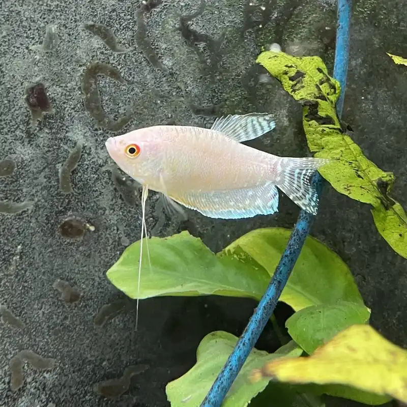 Sonderangebot Fadenfisch Lavendel Trichogaster trichopterus