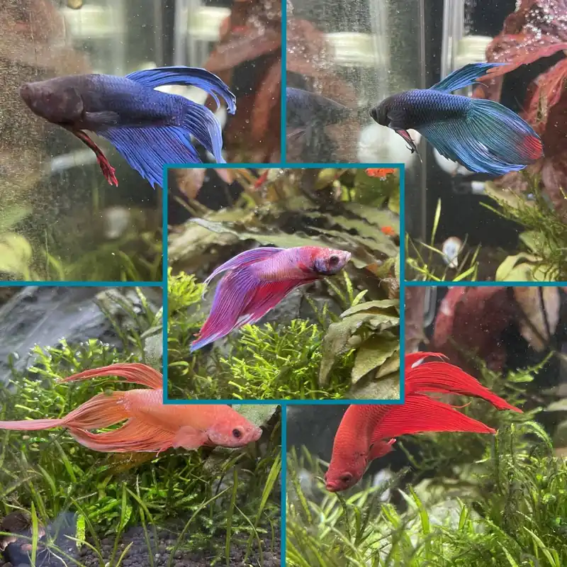 Kampffisch Mann verschiende Farben - Siamesischer Betta splendens Deep Blue Bestpreis