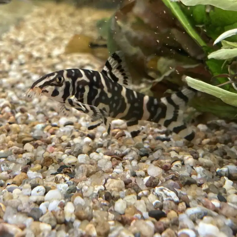 Top-Angebot Sternchenschmerle Botia kubotai