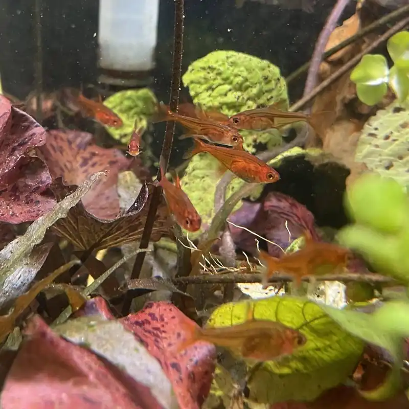 Letzte Chance Funkensalmler Hyphessobrycon amandae