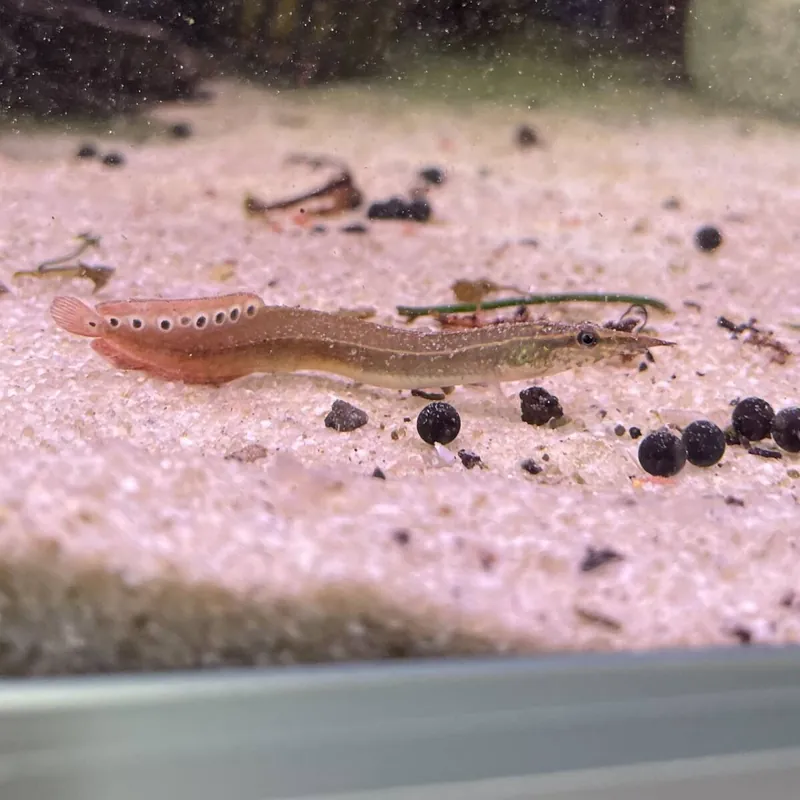 Finale Aktion Augenfleckstachelaal "Red Fin" Macrognathus aculeatus