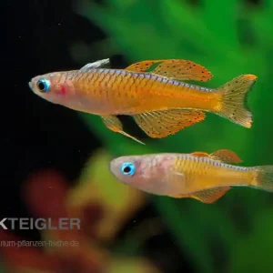 Paskas Blauauge "Red Neon" Pseudomugil luminatus Jetzt Kaufen