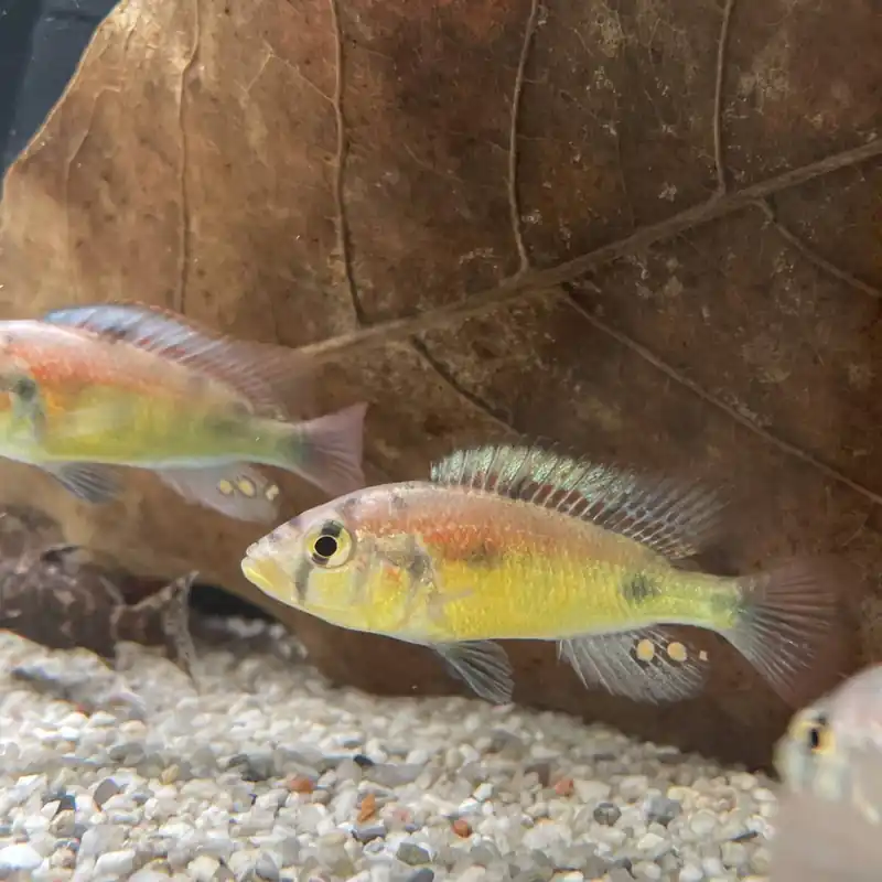 Top-Seller Papyrus-Maulbrüter "Yellow Belly" Astatotilapia aeneocolor