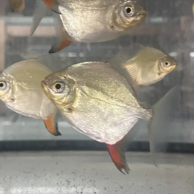 Hakenscheibensalmler Myleus rubripinnis Finale Aktion
