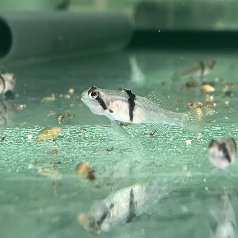 Rhinogrundel Redigobius balteatus Jetzt Bestellen