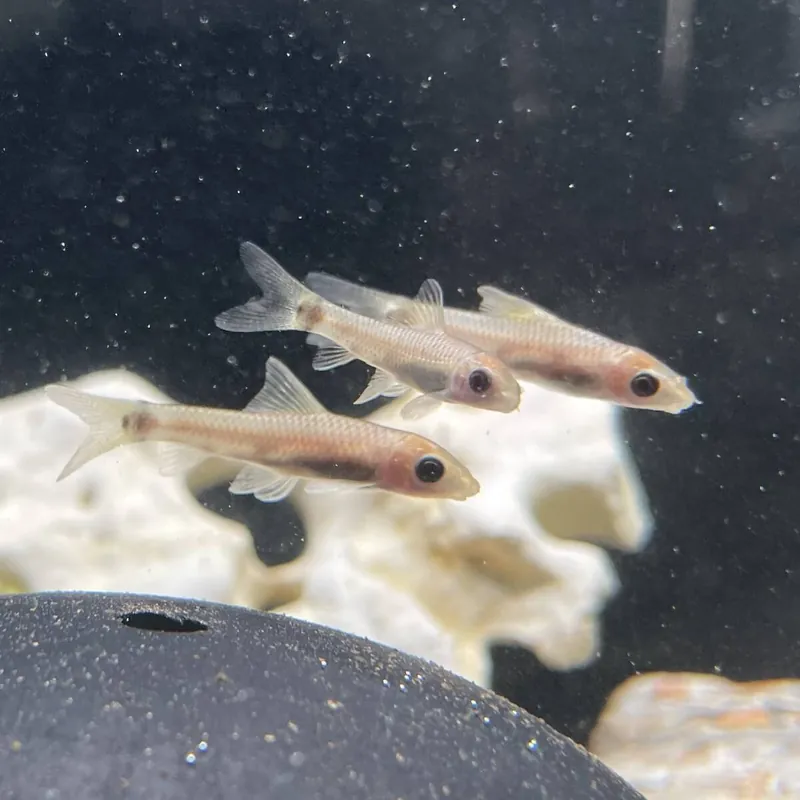 Neue Ware Netzpinselalgenfresser "Gold" Crossocheilus reticulatus