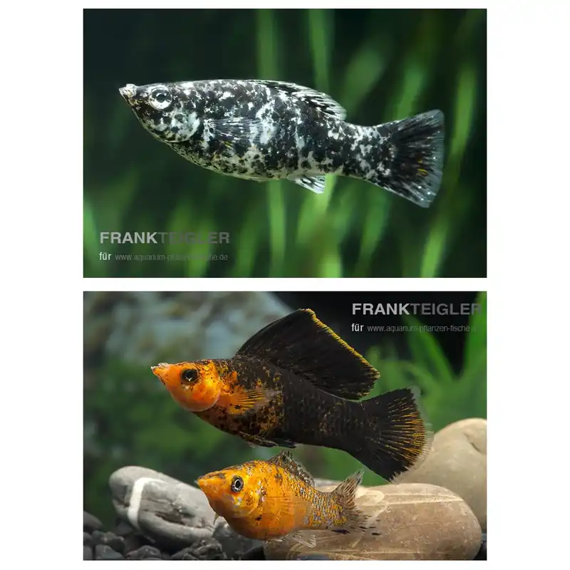 Segelkärpfling in 4 Farben Poecilia velifera Kracherpreis