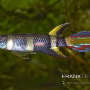 Ringelhechtling Epiplatys annulatus Sale