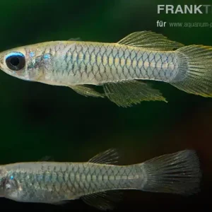Sonderangebot Jonstons Leuchtaugenfisch Aplocheilichthys johnstoni