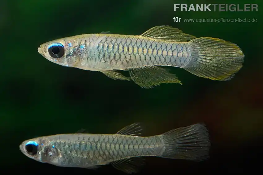 Sonderangebot Jonstons Leuchtaugenfisch Aplocheilichthys johnstoni