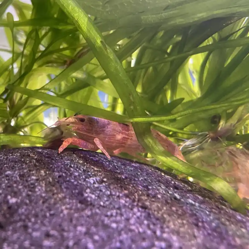 Molukken-Fächergarnele Atyaopsis moluccensis Preisreduziert