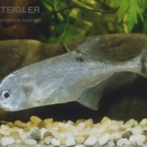 Aktuell Rundnasen-Nilhecht Petrocephalus bovei