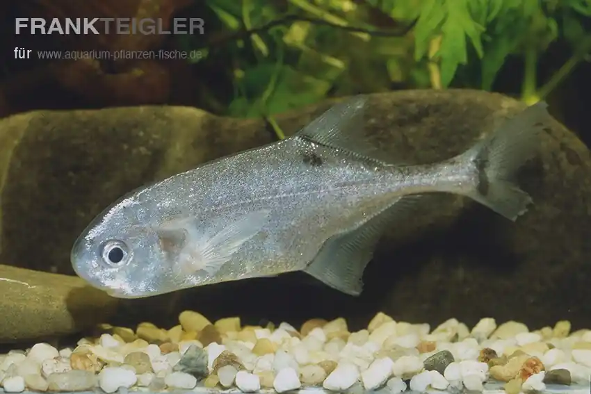 Aktuell Rundnasen-Nilhecht Petrocephalus bovei