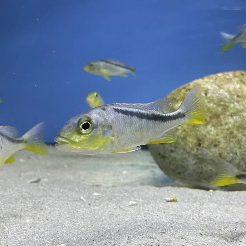 Gelber Lepturus Buccochromis rhoadesii Neuheit