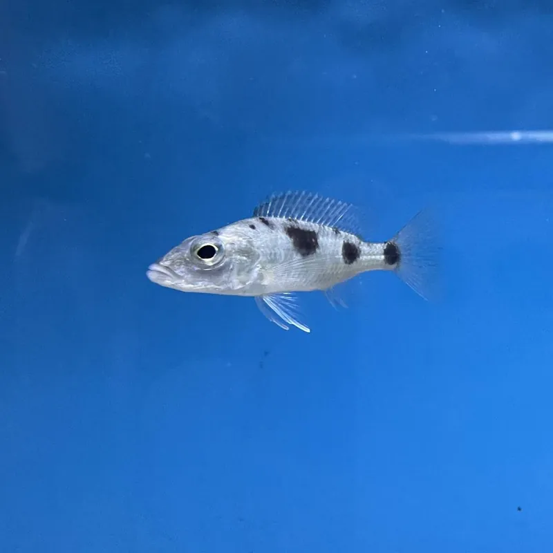 Super-Preis Stigmatochromis woodi