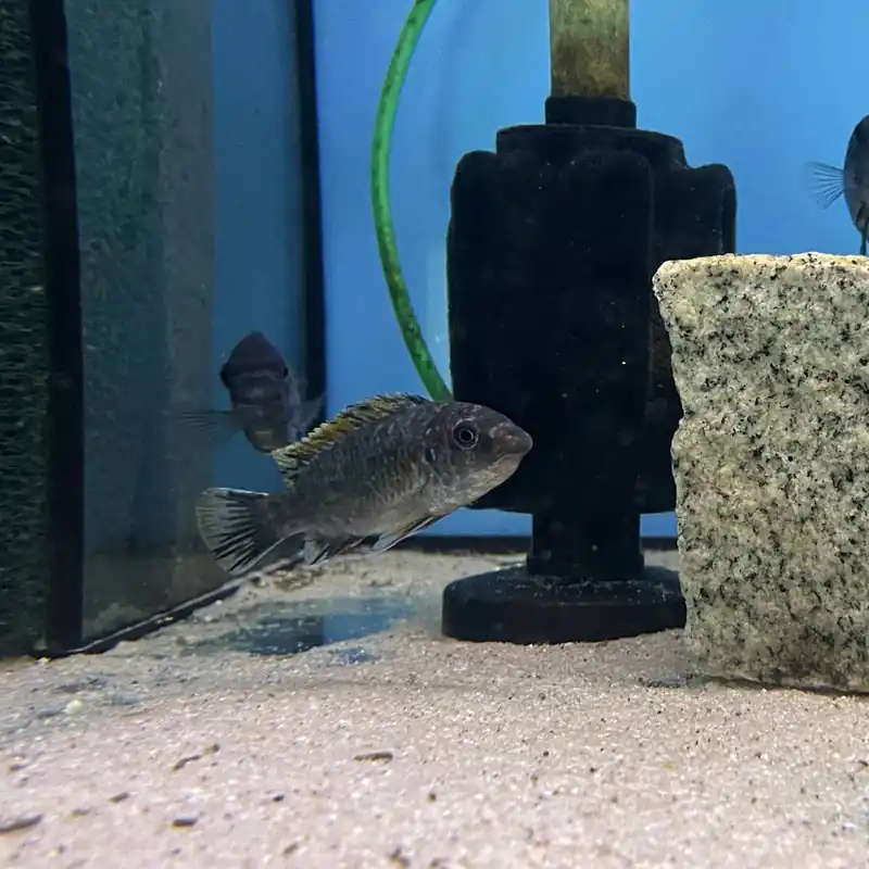 Schabemund-Buntbarsch Labeotropheus fulleborni "Thumbi West" Solange Der Vorrat Reicht