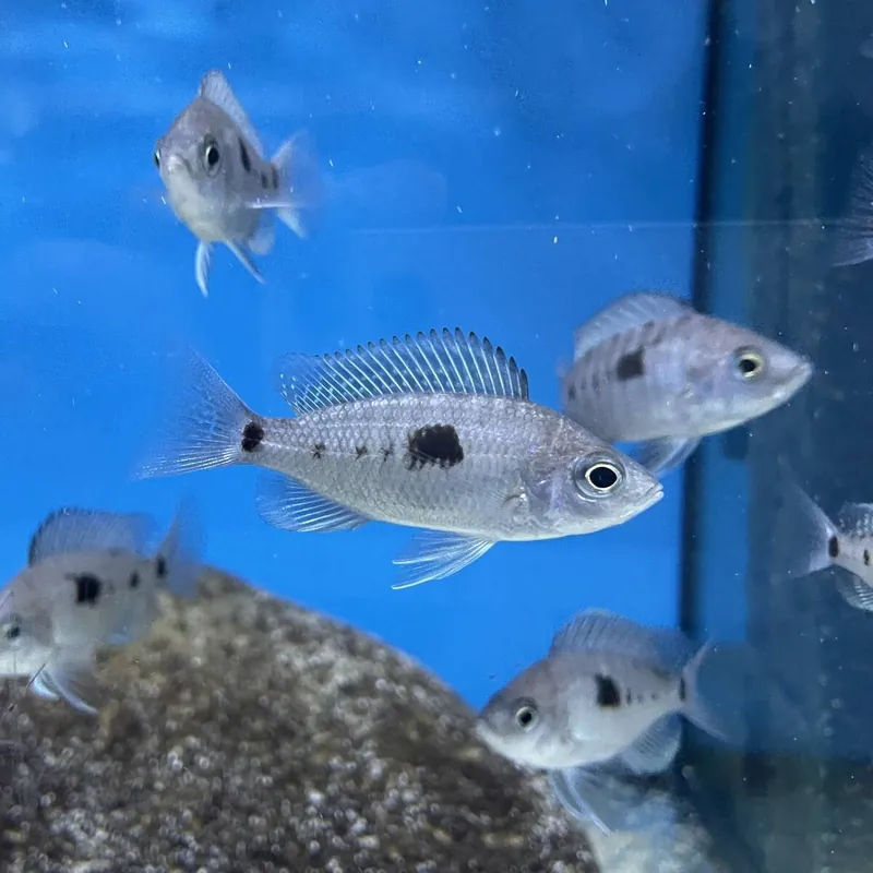 Sichere Zahlung Copadichromis virginalis geertsi "Gome"