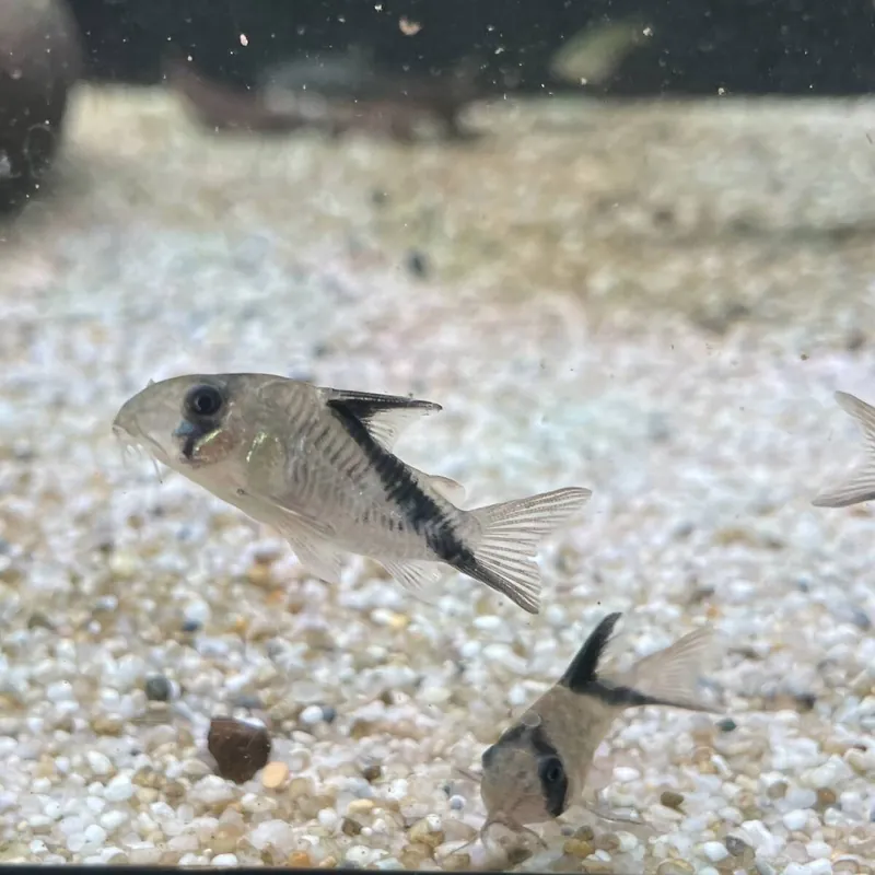 Kopfbindenpanzerwels Corydoras melini Direkt Vom Hersteller