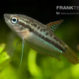 Expressversand Knurrender Zwerggurami Trichopsis pumilus