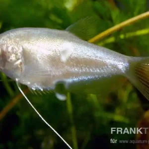 Abverkauf Mondscheinfadenfisch Trichogaster microlepis