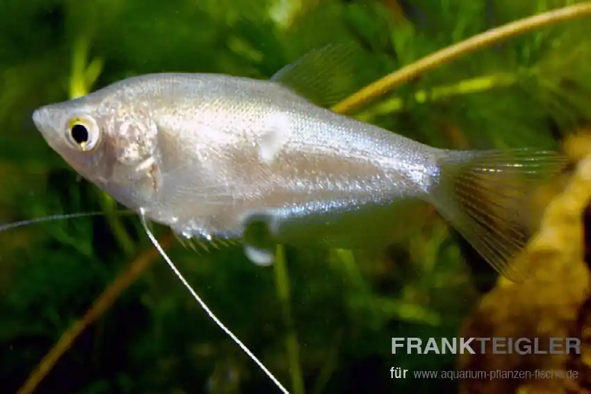 Abverkauf Mondscheinfadenfisch Trichogaster microlepis