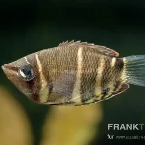 Neue Ware Schokoladengurami Sphaerichthys osphromenoides