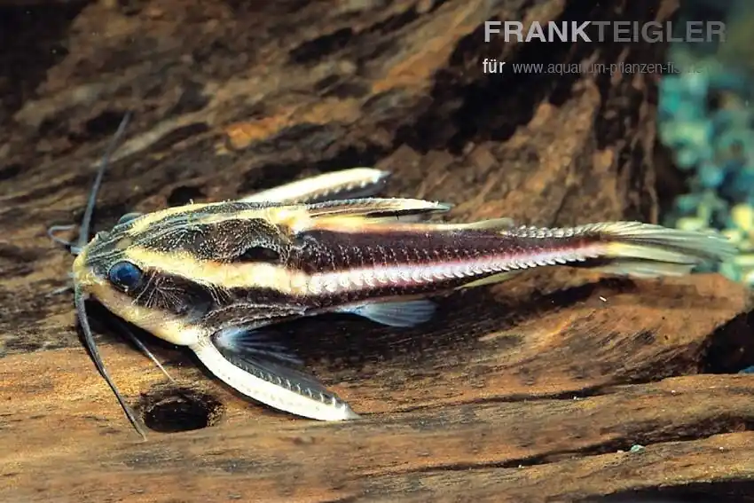 Liniendornwels Platydoras costatus Top-Preis