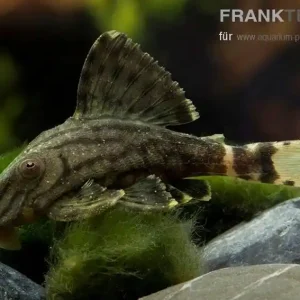 Schwarzlinien Harnischwels L-190 Panaque nigrolineatus Mega-Angebot