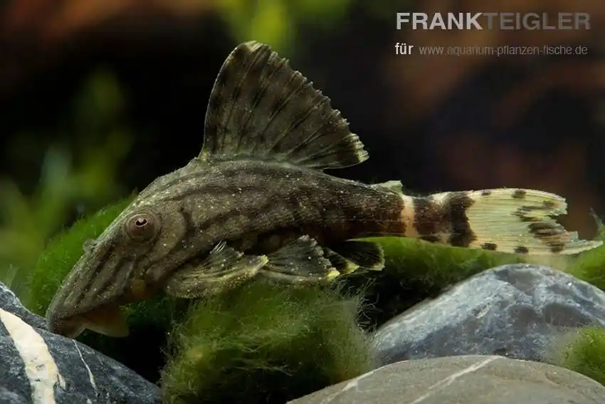 Schwarzlinien Harnischwels L-190 Panaque nigrolineatus Mega-Angebot