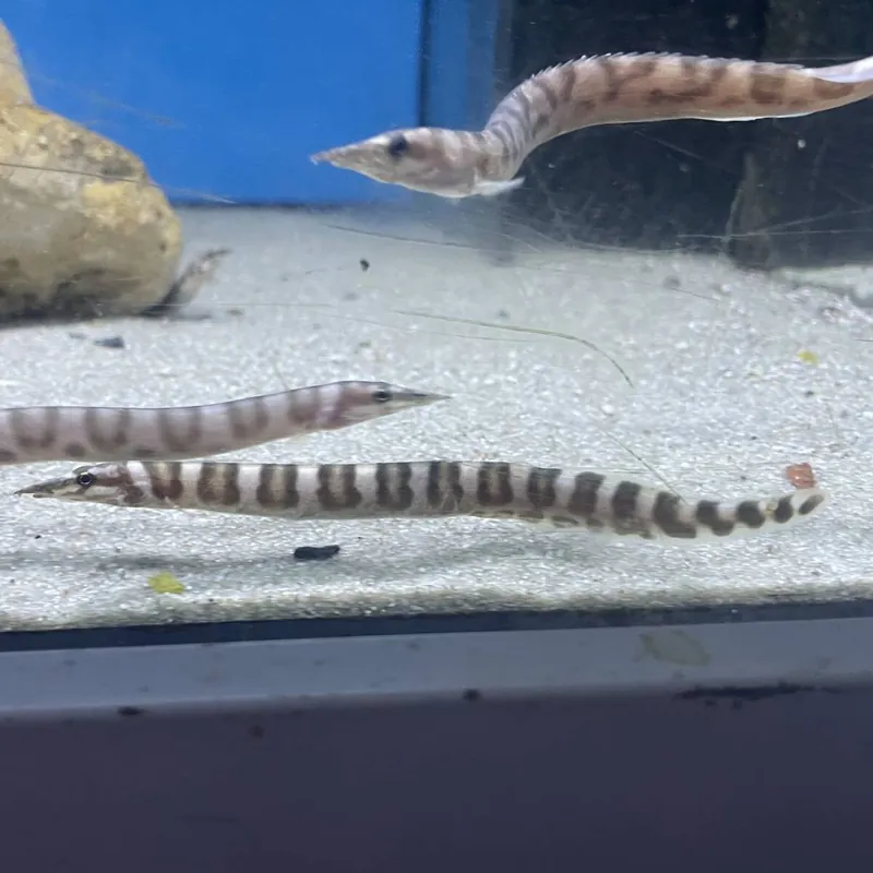 Highlight Schwarzgebänderter Stachelaal Mastacembelus ellipsifer