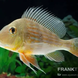 Expressversand Rotstreifen-Erdfresser Geophagus surinamensis