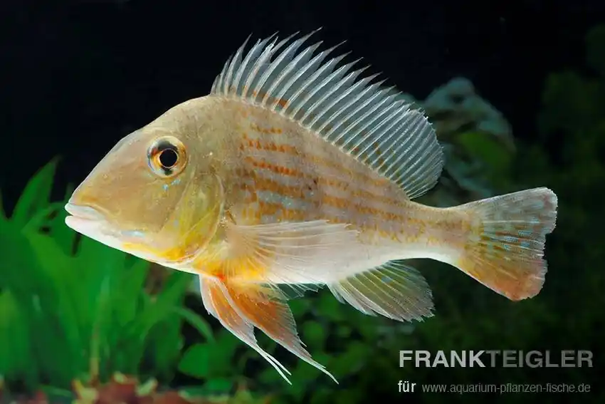 Expressversand Rotstreifen-Erdfresser Geophagus surinamensis