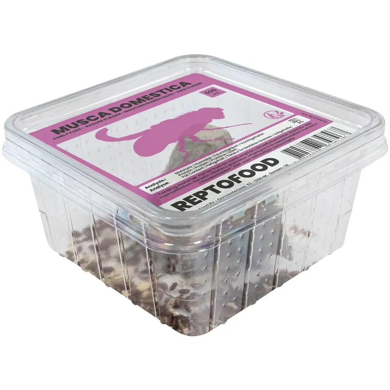Sale Krause Fliegen Lockenfliegen - Musca Domestica