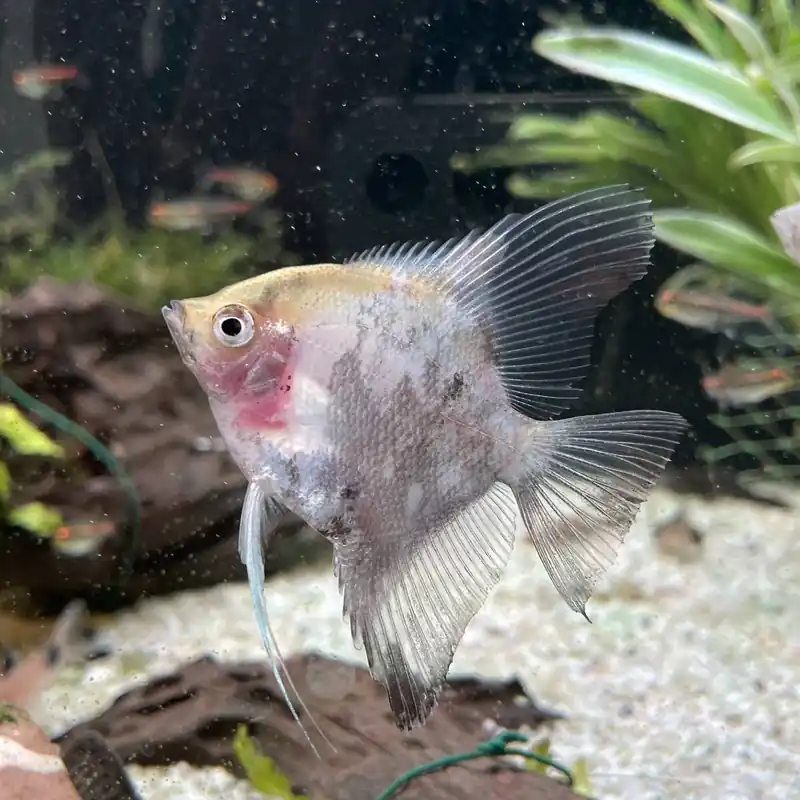 Goldkopfskalar Pterophyllum scalare gold Garantierte Lieferung