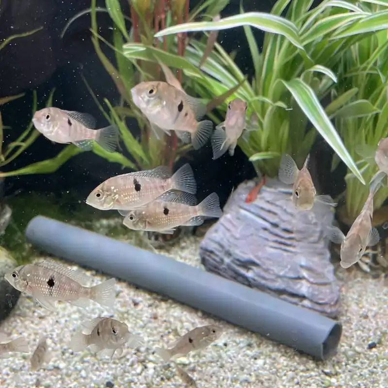 Letzte Chance Perlmutt-Erdfresser Geophagus brasiliensis