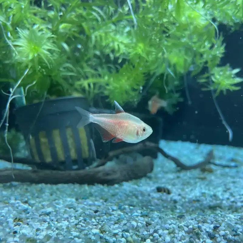Kracherpreis Roter von Rio "Orange" Hyphessobrycon flammeus