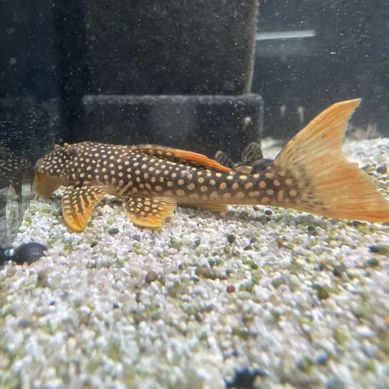 Bestpreis Sonnenwels L- 14 Scobinancistrus aureatus