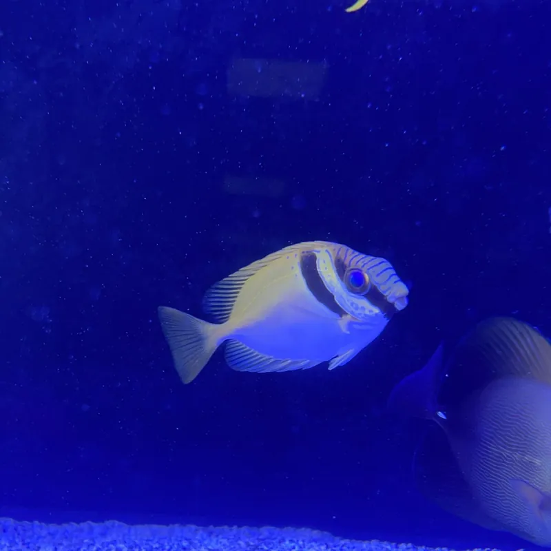 Kopfband Kaninchenfisch Siganus virgatus Online Kaufen