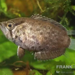Vielstachler Polycentrus schomburgkii Super-Preis