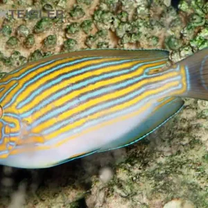 Zertifiziert Blaustreifen Doktorfisch Acanthurus lineatus