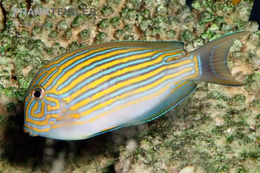 Zertifiziert Blaustreifen Doktorfisch Acanthurus lineatus