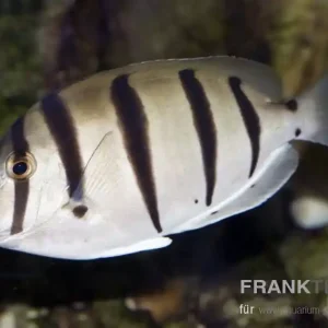 Sträflings Doktorfisch Acanthurus triostegus Jetzt Kaufen