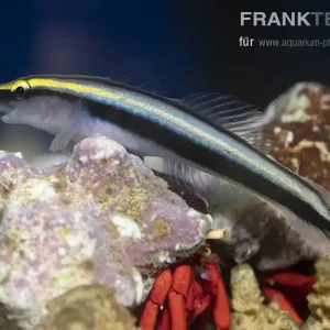 Hainasen Grundel Elacatinus evelynae Markenprodukt